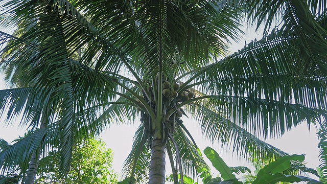 一名男子在一棵棕榈树上切下一串椰子视频下载