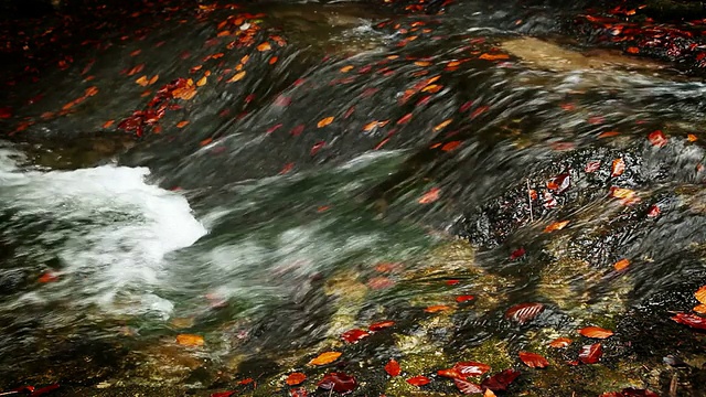 秋天，红色、黄色和橙色的树叶在寒冷的山河视频素材