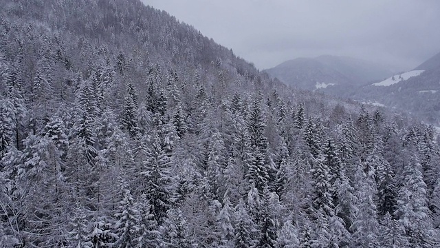 鸟瞰图:积雪覆盖的树木，背景是多云的山脉视频素材