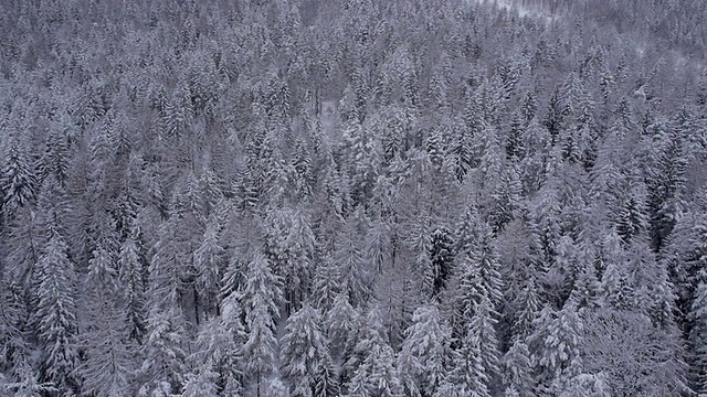 天线:白雪覆盖的树木视频素材