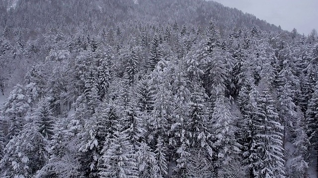 白雪覆盖的松树视频素材