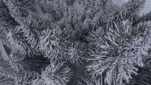 在积雪覆盖的树木旁边的路视频素材