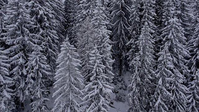 树木被一层厚厚的白色覆盖着视频素材
