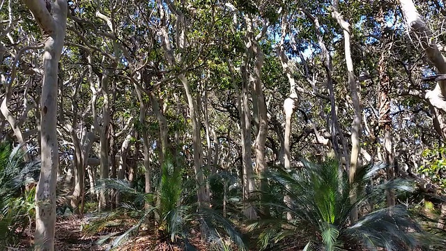 苏铁和澳大利亚原生桉树植被视频下载