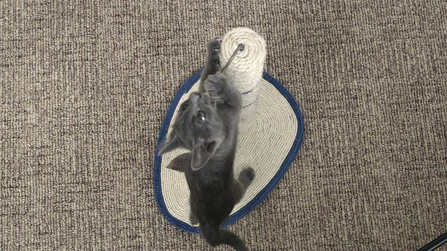 可爱的灰色小猫玩老鼠玩具附在抓柱上视频素材