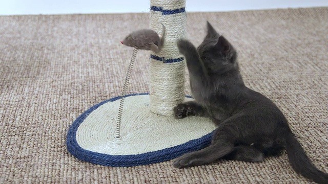 可爱的小猫玩老鼠玩具视频素材