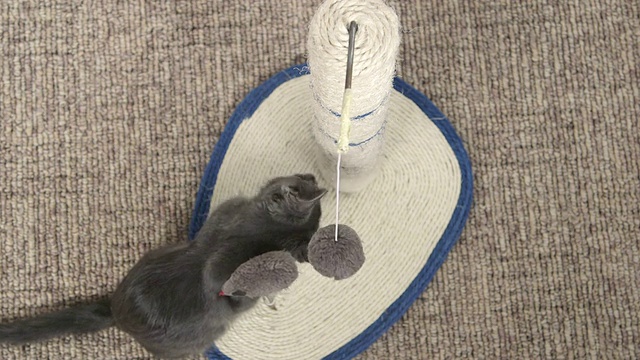 可爱的小猫在抓柱子上玩玩具玩得很开心视频素材
