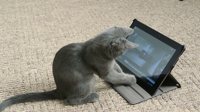 可爱的小猫玩着数码平板电脑自拍视频购买