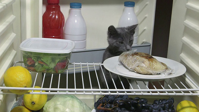 饥饿的猫在家里的冰箱里找肉视频下载