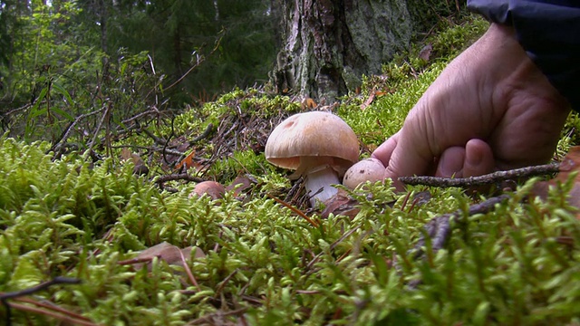 在森林里手工采摘吉卜赛蘑菇视频素材