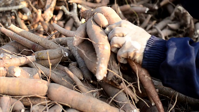 农民收获木薯视频下载