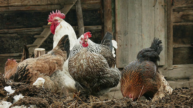 乌克兰喀尔巴阡山脉，院子里的公鸡和母鸡视频素材