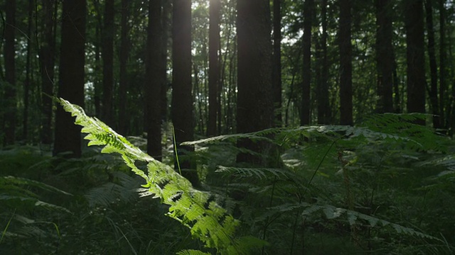 慢镜头:走在阳光明媚的林地上视频素材