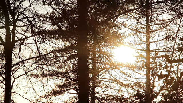 日落时树木轮廓的低角度视图视频素材