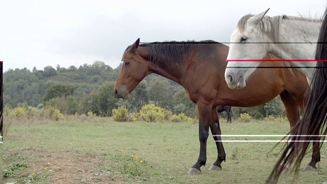 白色和棕色的马侧视图在自然室外-高清视频片段视频下载