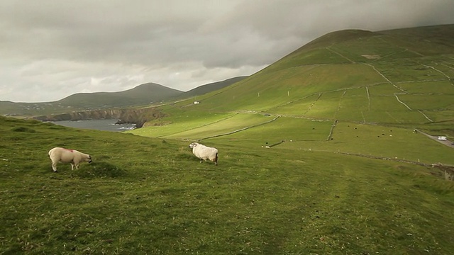 牧羊-凯里环，爱尔兰-潘视频素材