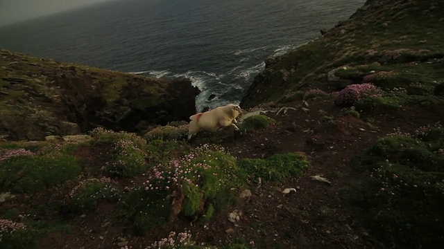 绵羊跑过悬崖-环克里，爱尔兰-潘视频素材