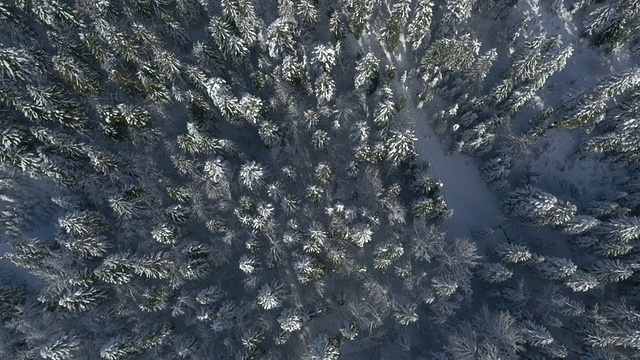 空中的，垂直的积雪覆盖的松树林视频素材
