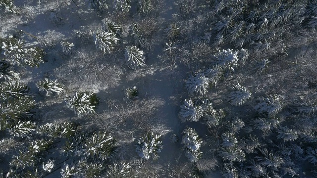 空中的，垂直的积雪覆盖的树视频素材