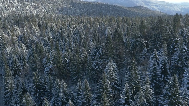 空中-积雪覆盖的树木与丘陵背景视频素材