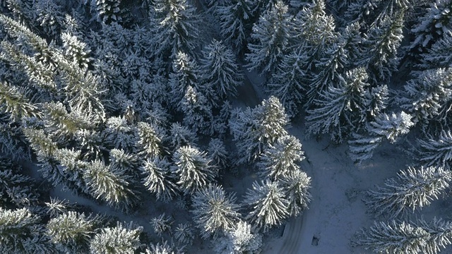 高架路在白雪覆盖的松林之间弯曲视频素材