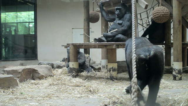 大猩猩在动物园里玩耍视频下载