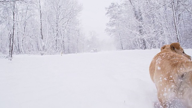 慢动作小狗在雪中奔跑视频素材