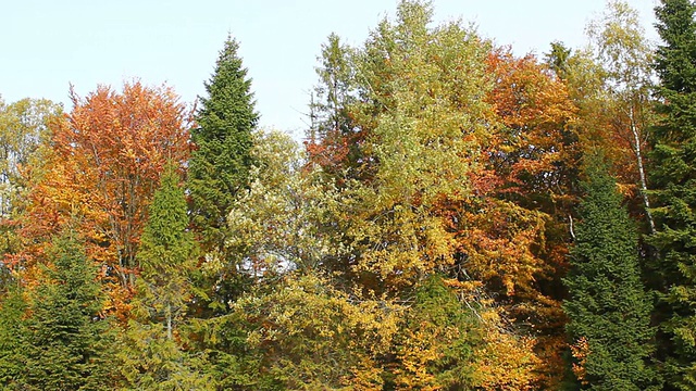 贝斯基山脉的秋天森林视频下载