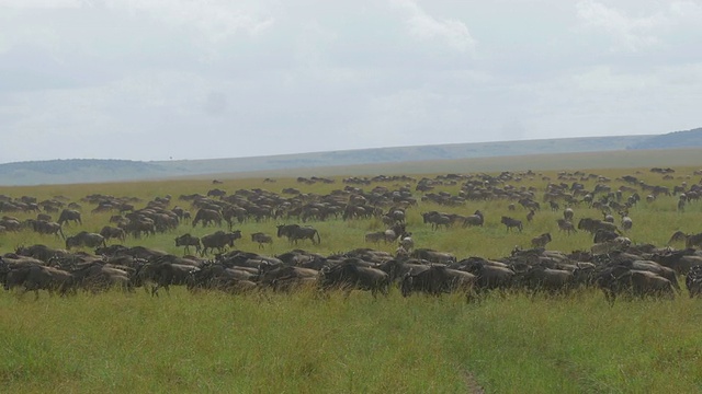 非洲的一大群角马视频下载