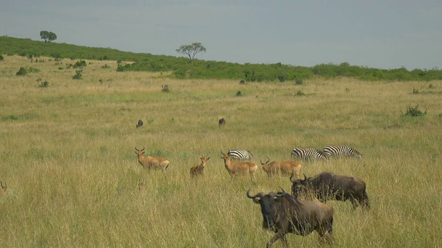 摄影:非洲狩猎中的野生动物视频下载