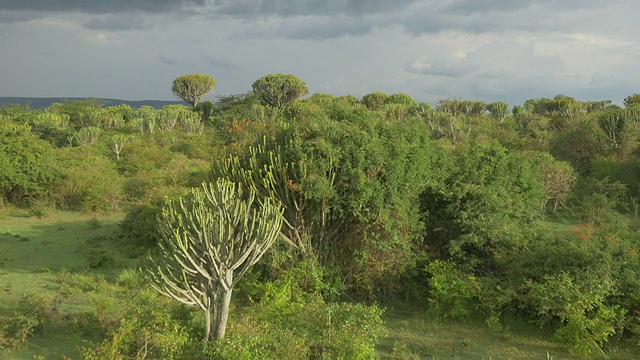 天线:非洲的大仙人掌树视频素材