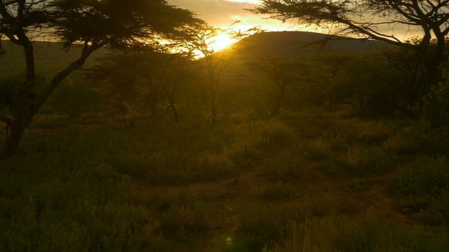 天线:太阳落在非洲的金合欢树后面视频素材