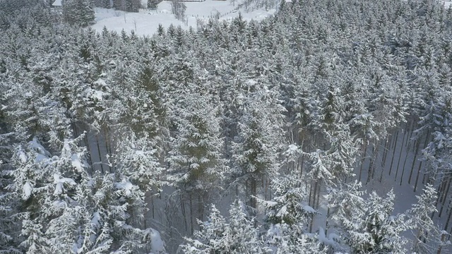空中盘旋在白雪覆盖的松树上视频素材