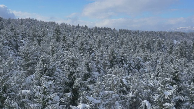 空中-经过白雪覆盖的树梢与蓝色的天空视频素材