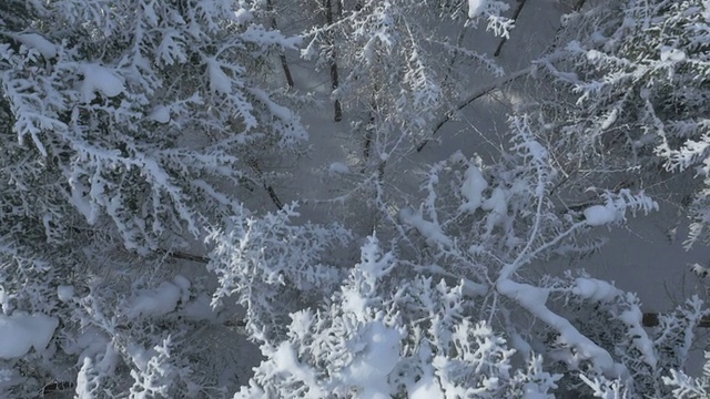 空中，垂直-雪山松树视频素材