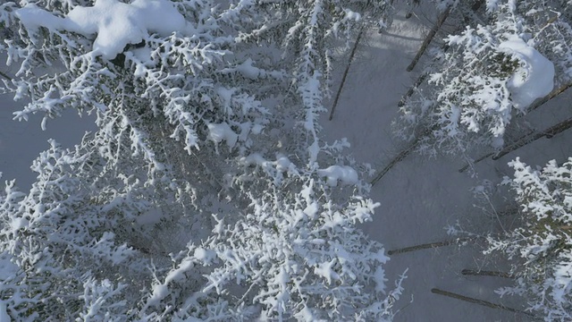 空中，垂直-雪山松树。多架飞机的风使树枝摇摆视频素材