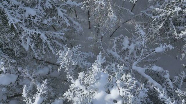 空中，垂直-雪松树的顶部视频素材