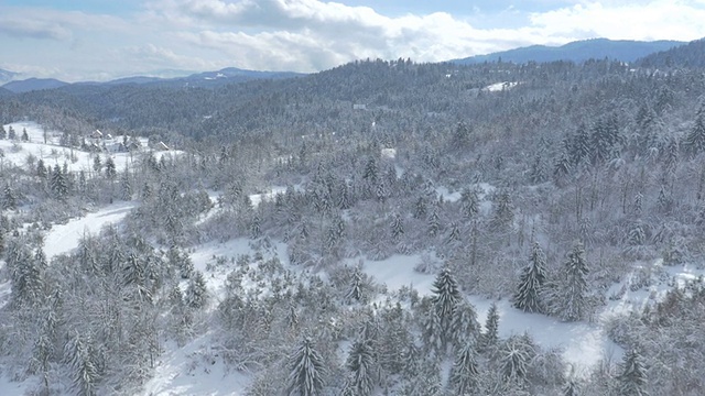 空中积雪覆盖的松林景观视频素材