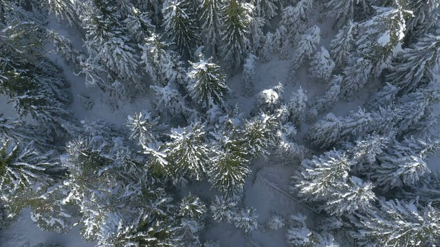 空中，垂直-积雪覆盖的树木视频素材
