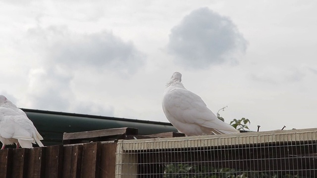 白鸽-美丽的鸟视频素材