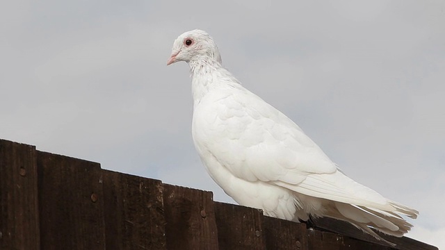 白鸽-美丽的鸟视频素材