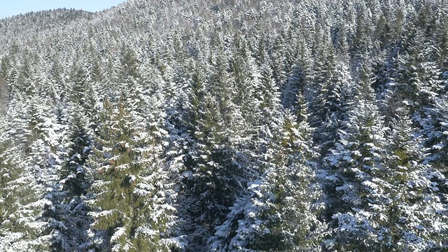 空中运动-冬季在松树上方移动视频素材