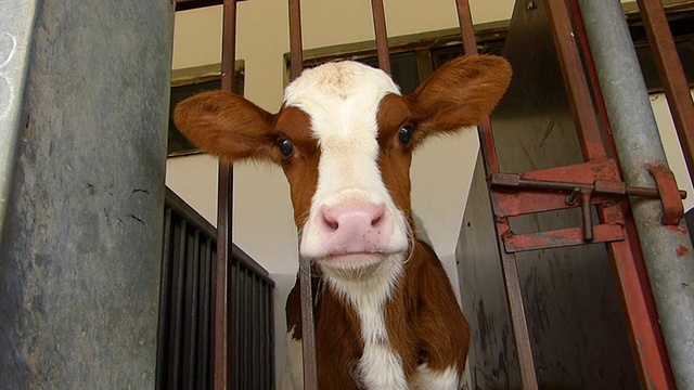 牛棚里的小牛视频素材