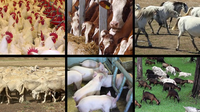 农场动物分屏视频素材