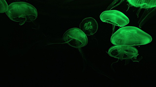 水母绿色霓虹，在黑色的虚空中，自然的背景视频素材