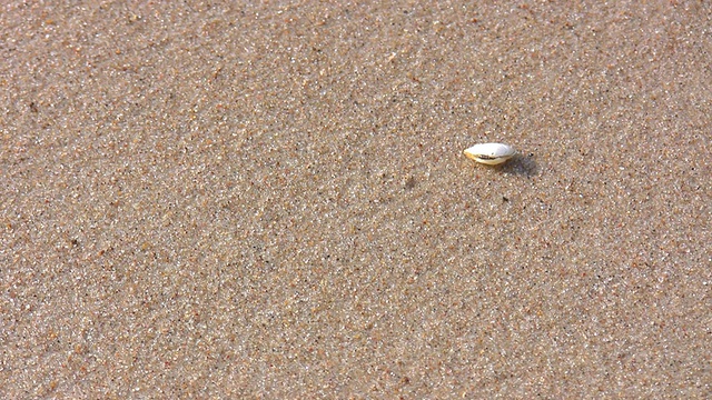 沙滩上有沙滩、海浪和贝壳视频下载