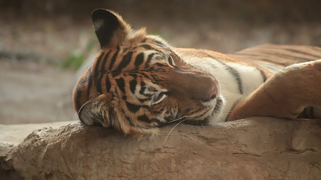 孟加拉虎正在睡觉，在树下的木材上休息视频素材