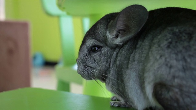 灰色栗鼠坐在绿色的椅子上视频素材