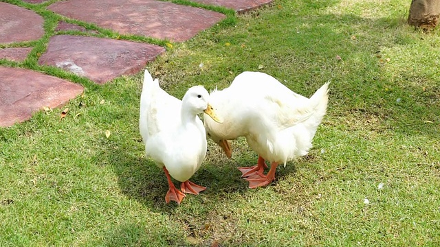 草地上有两只白色的鸭子视频下载