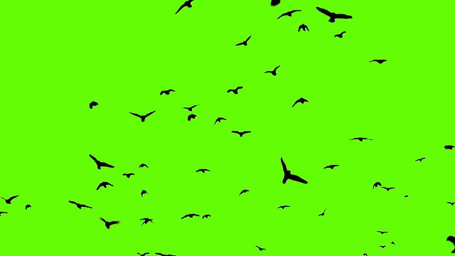 乌鸦绒绿屏风视频素材